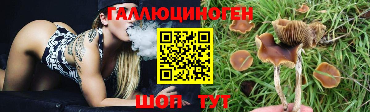 Галлюциногенные грибы Psilocybe Ачинск